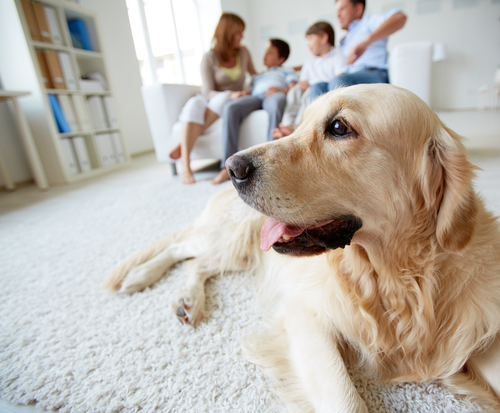 köpek ve aile bireyleri