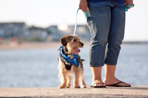 Köpeğinizi Her gün Yürüyüşe Çıkartmak Gerekli mi?
