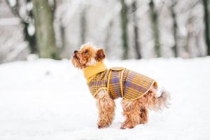 Bu Kış Köpeğinizi Sıcak Tutacak 5 İpucu