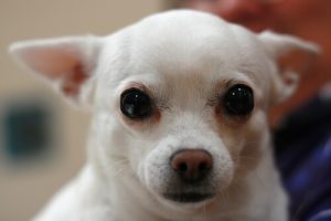 Köpeğinizin Gözlerinden Çapakları Temizlemek