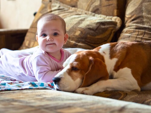 basset hound ve bebek