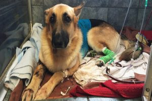 Küçük Kızı Yılandan Kurtaran Korumacı Köpek