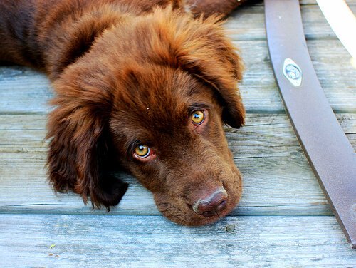 yeşil gözlü kahverengi köpek