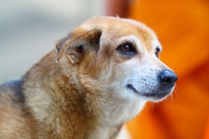 Köpeklerin Öngörü Yeteneğine Dair 10 Şey