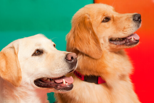 kardeş köpekler