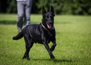 Siyah Köpekler Hakkında Güzel Bir Proje