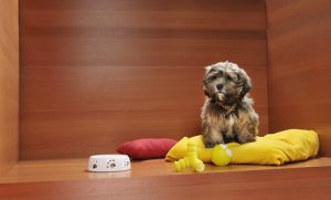 Köpekleri Pet Shop Vitrinlerine Koymak Yasaklandı