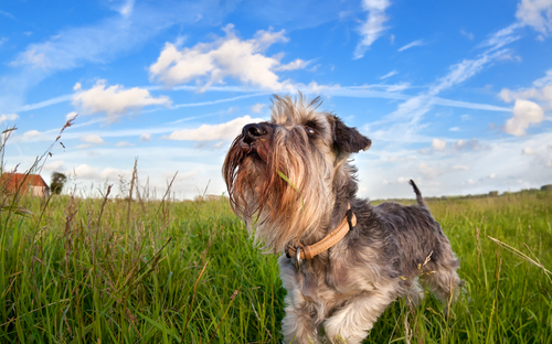 schnauzer köpeği