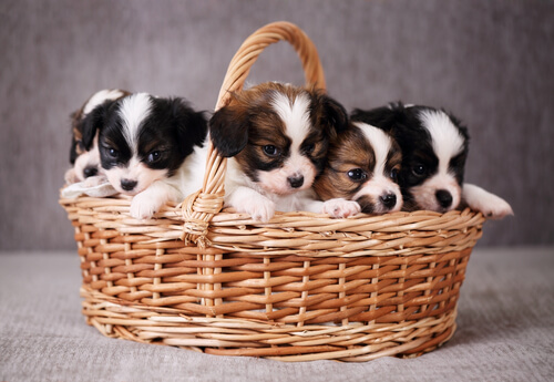 sepette yavru köpekler