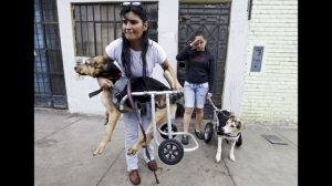 engelli köpekler
