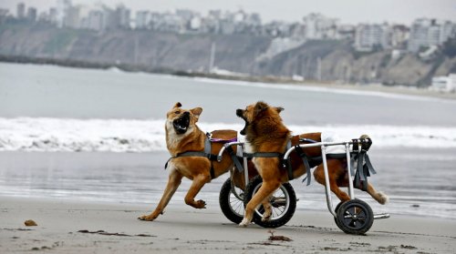 Peru’da Engelli Köpekler için Barınak Açılıyor