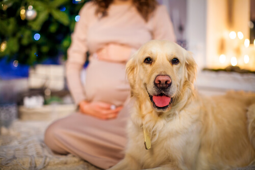 köpek ve hamile kadın