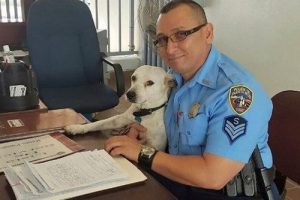 Sokak Köpeği Gorgi'nin Polis Köpeği Olma Yolculuğu