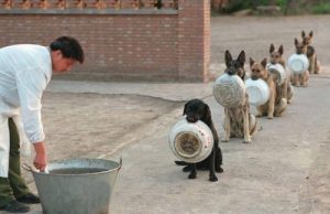 Yemek İçin Sıra Bekleyen İradesi Güçlü 16 Köpek