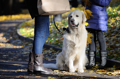 yürüyüş yapan köpek