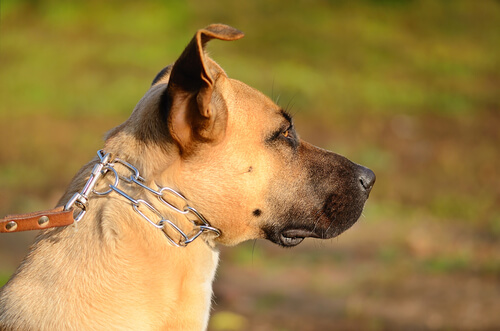 zincirli köpek