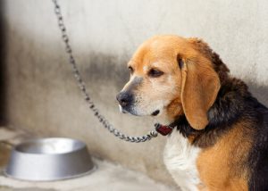 Zincirlenmiş Köpek ve Onu Kurtaran Komşular