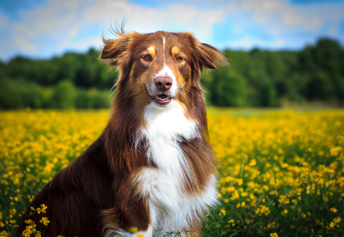 çiçeklerin arasında köpek