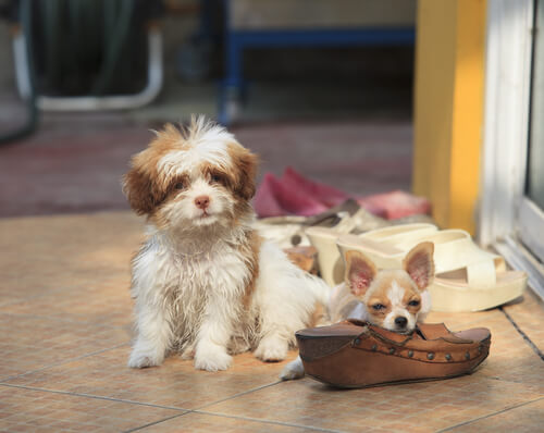 Ayakkabı çiğneyen köpek