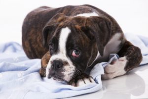 Köpeğinizin Kalbini Kırmayın