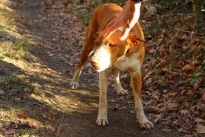 Terk Ettikleri Köpeği Tekrar Reddeden Çift