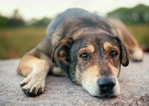 istismar edilmiş köpekler