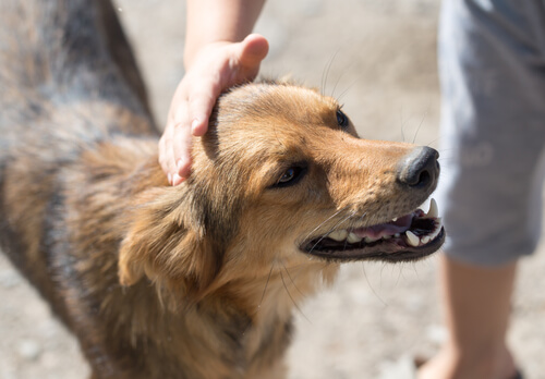 terk edilmiş köpek