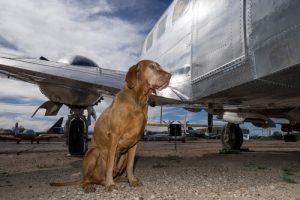 Uçakların Kargo Bölümünde Köpekleri Bekleyen Tehlikeler