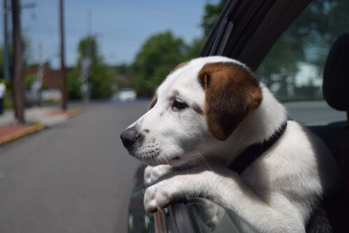 Köpeğinizin Çalınmaması İçin 10 Tavsiye