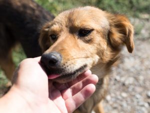 Hayvanlarla İletişim: Köpekler Neden Yalar?