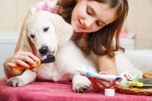 köpeklerde ağız bakımı