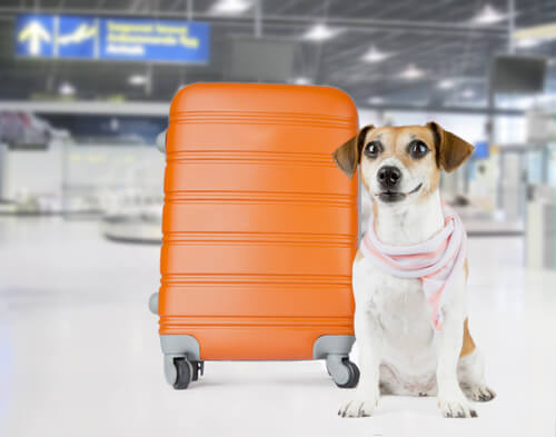 uçakların kargo bölümünde köpek taşınması