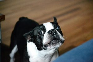 Köpekler Neden Ulur Biliyor Musunuz?