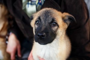 Havai Fişeklerden Korkan Köpekler İçin Alınabilecek Önlemler