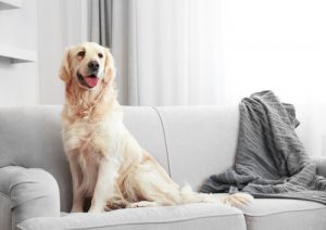 Köpeğinizin Eve Saçılan Tüylerini Temizleme Yolları