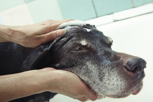 Banyo Yaptırmadan Köpeğinizi Temizlemenin Yolları