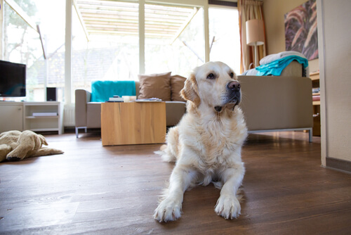 ev parkesinde duran köpek