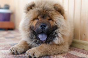 Eğitimi Zor Olan 9 Köpek Cinsi