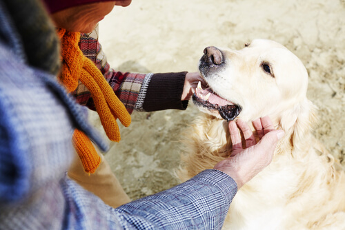 köpeğini seven kadın