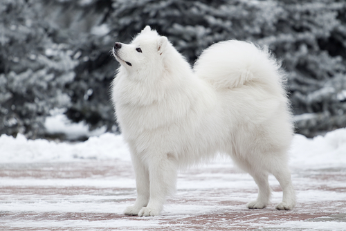 karda beyaz köpek