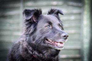 Huysuz Bir Köpeği Sakinleştirmenin Yolları