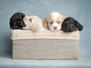 Köpeğiniz İçin İdeal İsim Seçimi