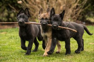 En Sevecen ve Sevgi Dolu 8 Köpek Cinsi