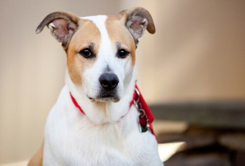 en sevecen köpekler