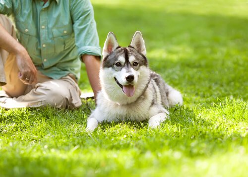köpek adları