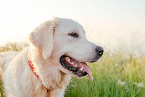 en sevecen köpek cinsleri