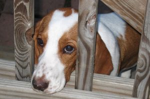 Bir Köpeğin Korktuğunu Gösteren 6 İşaret ve Empati Kurma Yolları