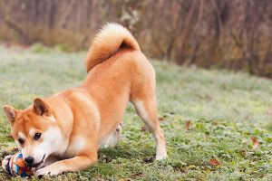 Köpeklerin Sevdiği 4 Ev Yapımı Oyuncak