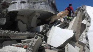 Ekvador'daki Arama ve Kurtarma Köpekleri: Ve İnanılmaz Başarıları