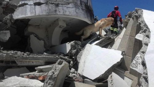 Ekvador’daki Arama ve Kurtarma Köpekleri: Ve İnanılmaz Başarıları